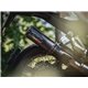 Bmw s 1000 xr 2015/17 euro 3 gpr gpe ann.black titanium